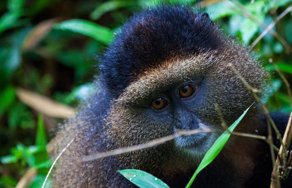 Mgahinga National Park safari highlights