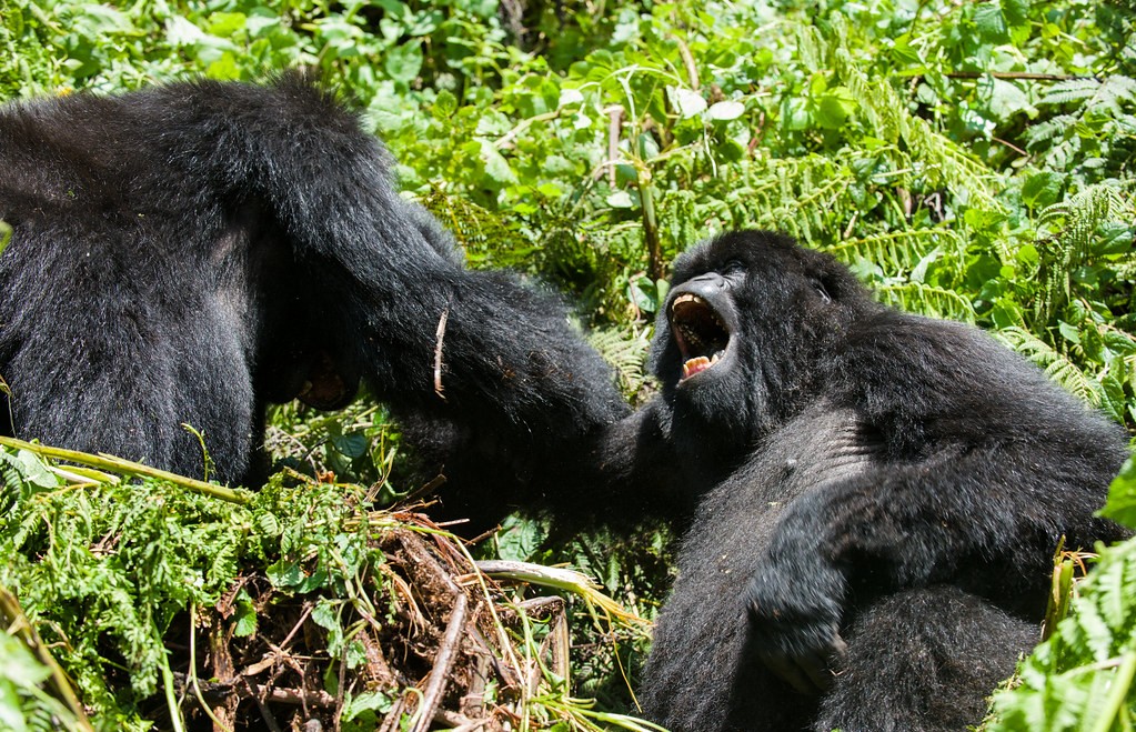 Mountain gorilla conservation tourism