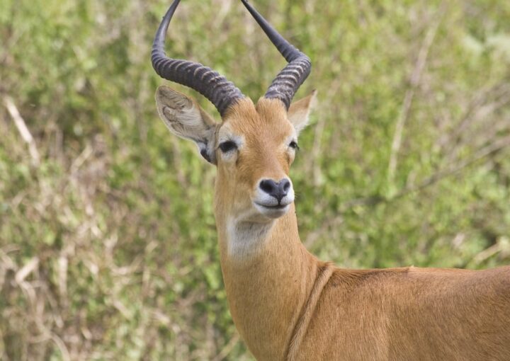 Murchison Falls Travel Tips