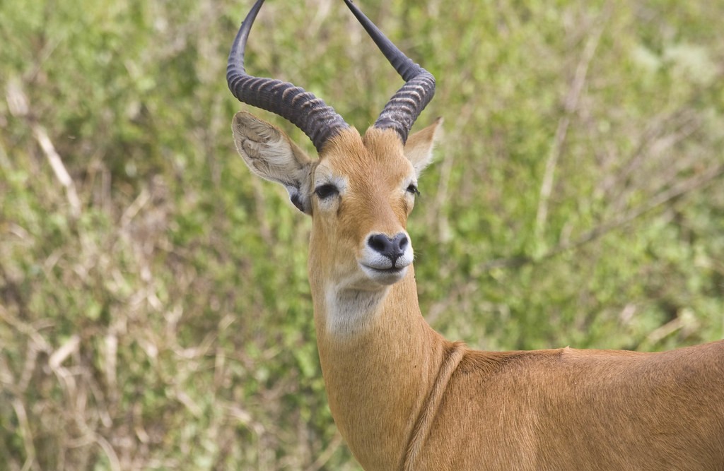 Murchison Falls Travel Tips