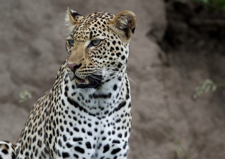 Other Safari Destinations in Uganda