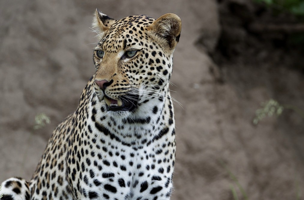 Other Safari Destinations in Uganda