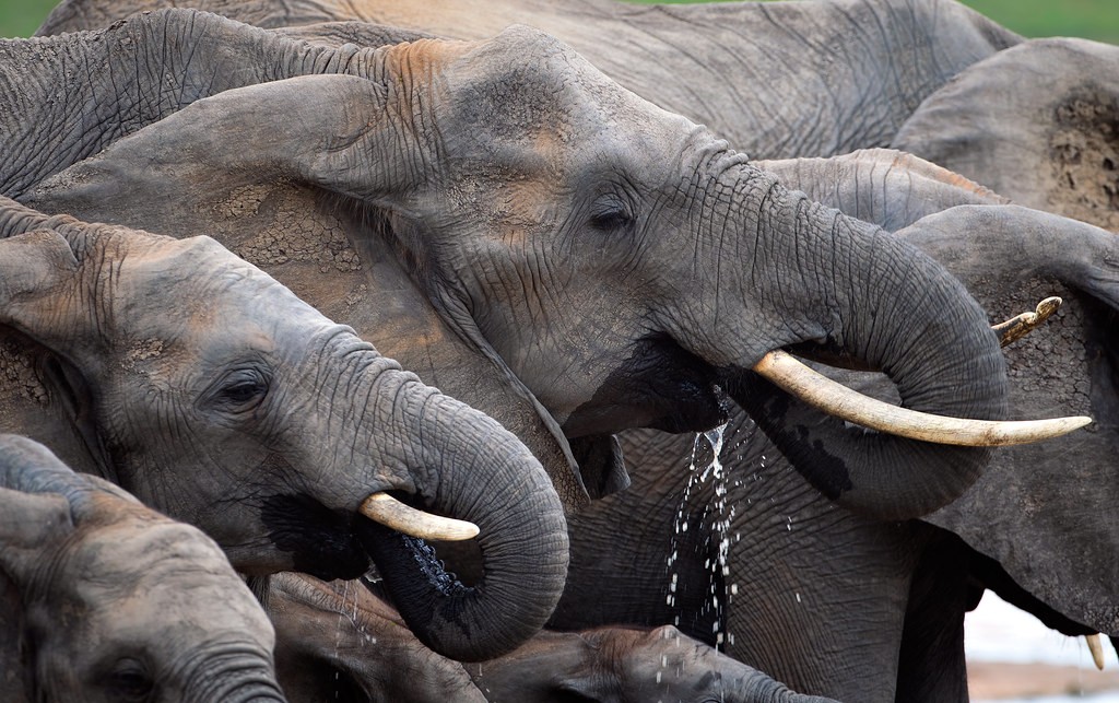 Queen Elizabeth National Park Uganda safari destination