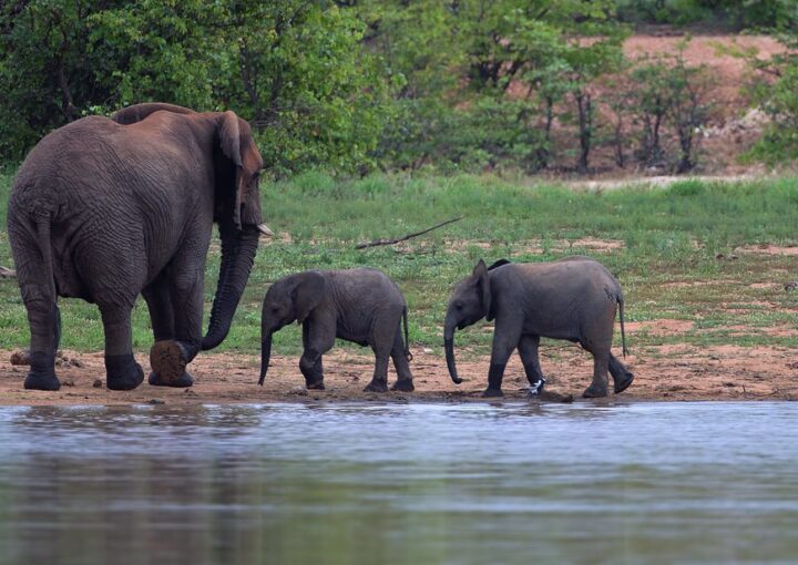 Queen Elizabeth National Park complete visitor information