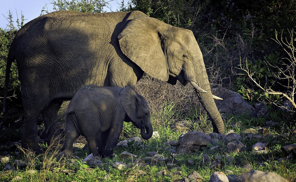 Queen Elizabeth vs Murchison Falls