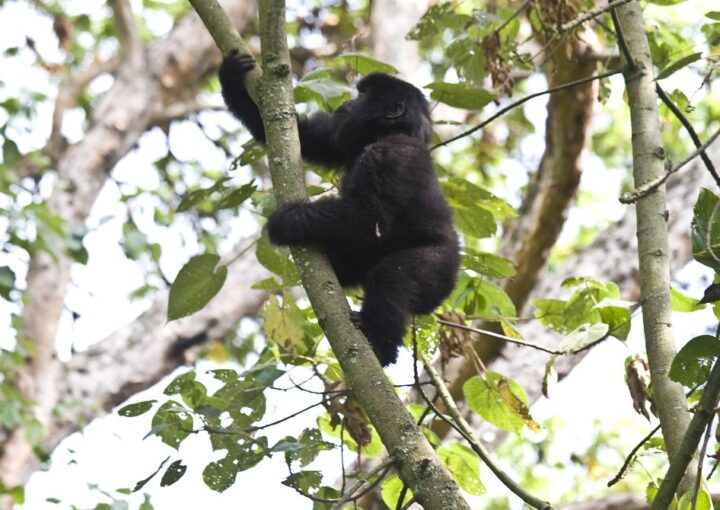 Rwanda Mountain Gorillas