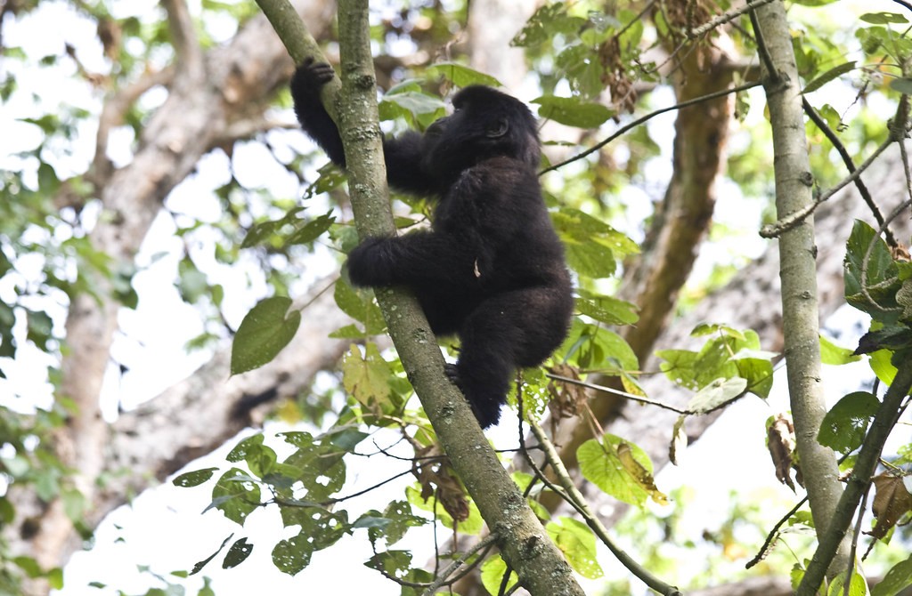 Rwanda Mountain Gorillas