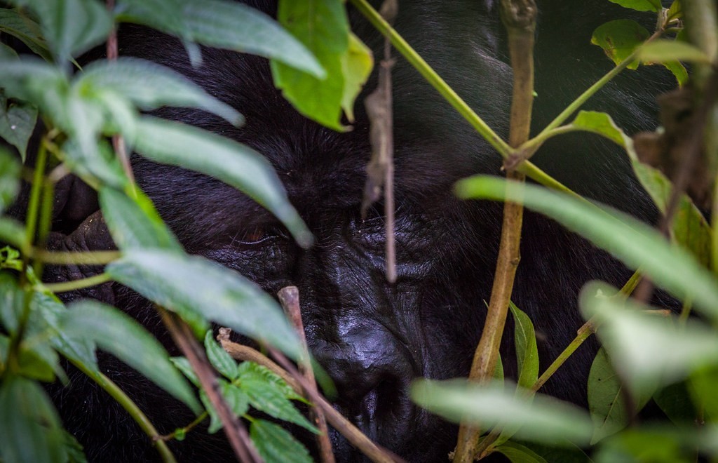 Sabinyo Gorilla family