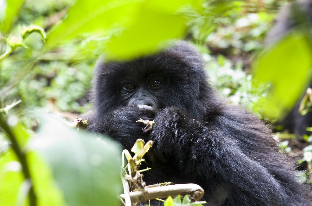 Safest country for gorilla trekking