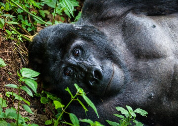 The Beauty of Rwanda