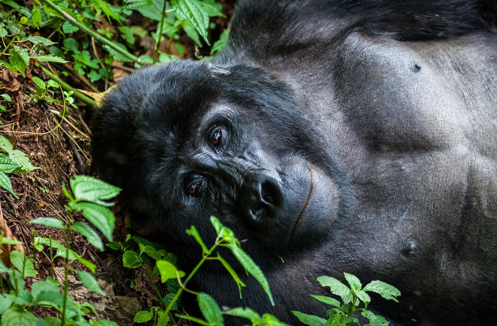 The Beauty of Rwanda