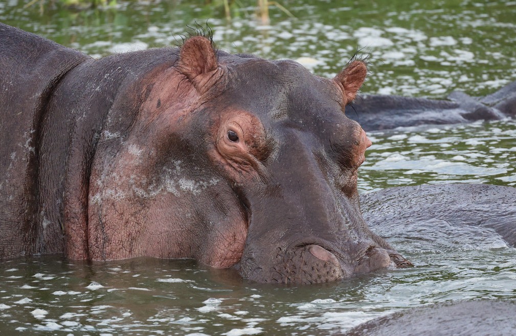 Top attractions in Queen Elizabeth National Park