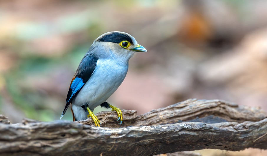 Top bird species to spot in Mgahinga National Park