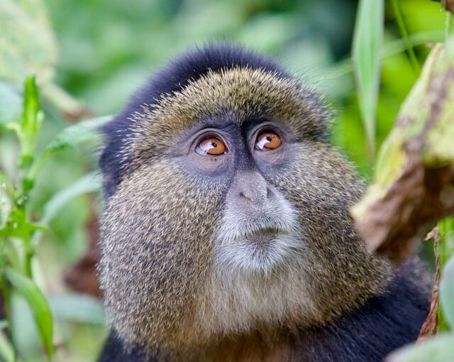 Top things to do in Mgahinga