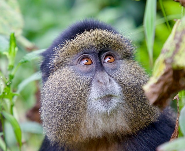 Top things to do in Mgahinga