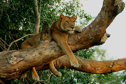 Tree Climbing Lions in East Africa