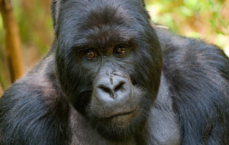 Uganda Gorilla Families