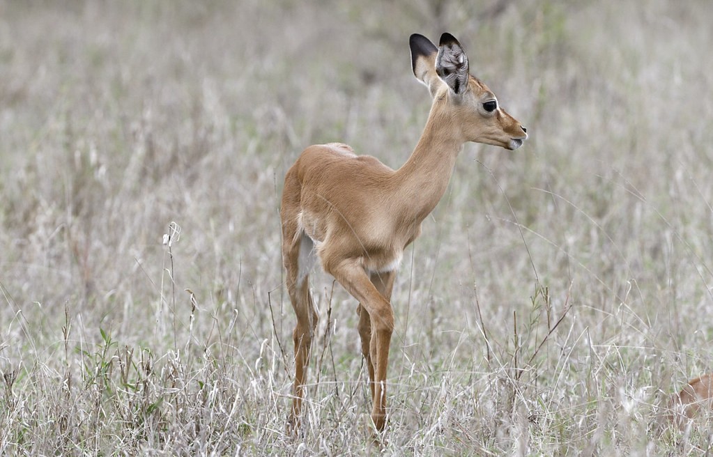 Uganda Safaris and Tours