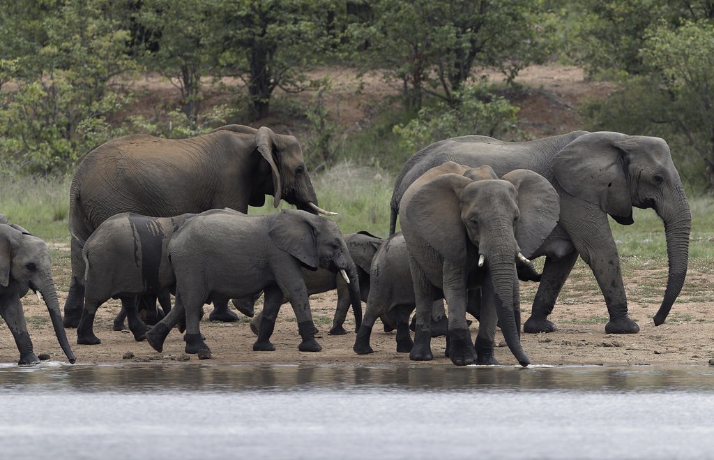 Uganda eco safari experiences