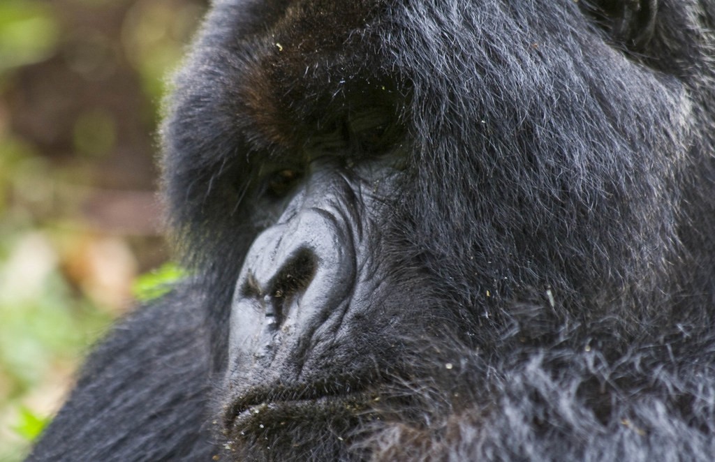 Uganda gorilla trekking tips