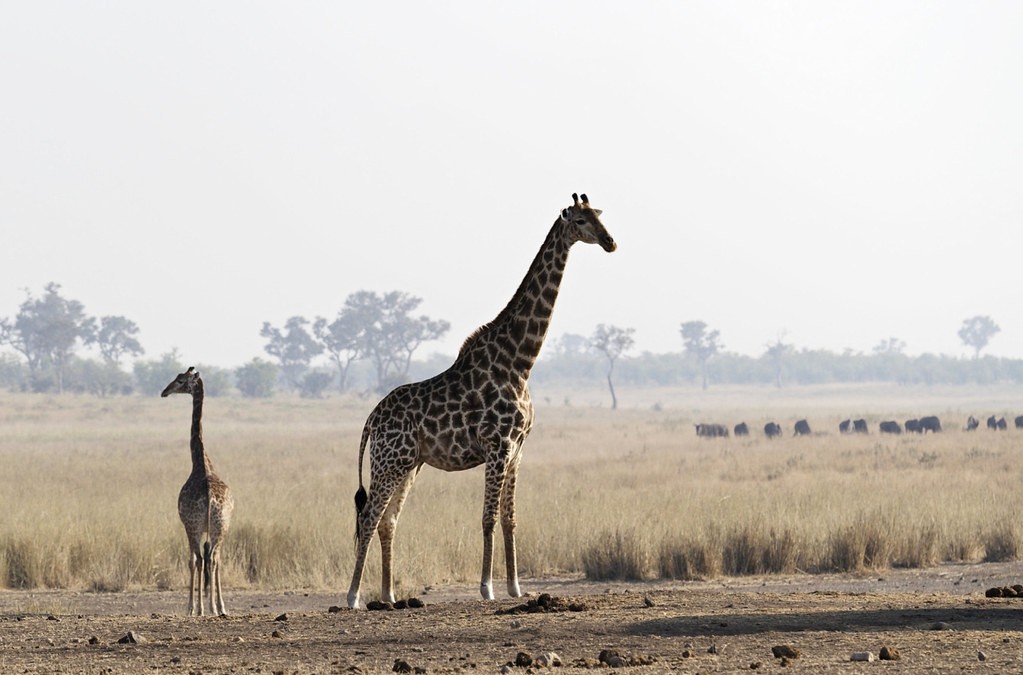 Uganda Safari adventures