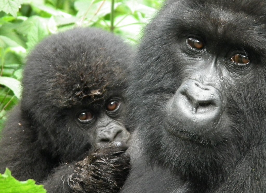 Umubona Gorilla Family in Rwanda
