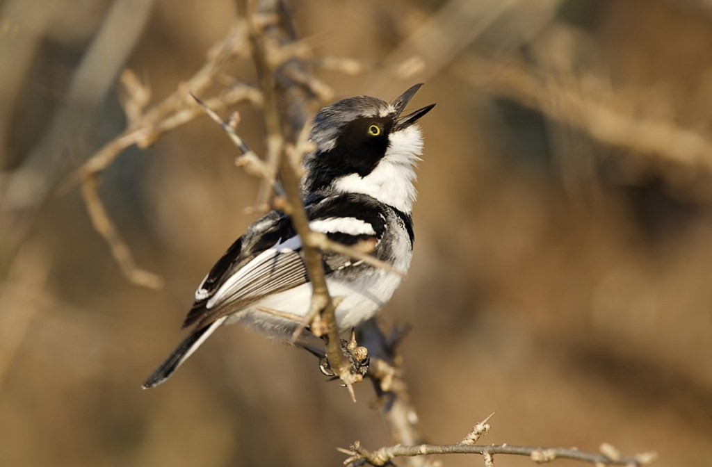 Unique Things to Do in Queen Elizabeth National Park