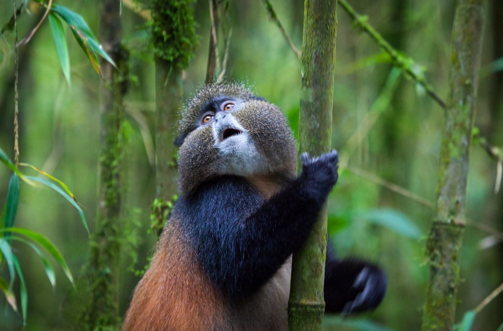 Unique safari experiences in Mgahinga