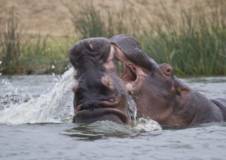Victoria Nile Boat Cruise in Murchison Falls National Park
