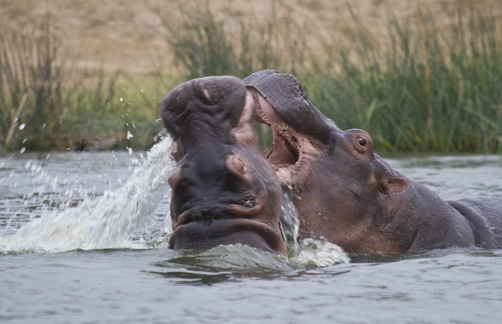 Victoria Nile Boat Cruise in Murchison Falls National Park