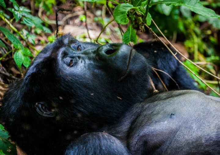 Visit Bwindi Impenetrable National Park