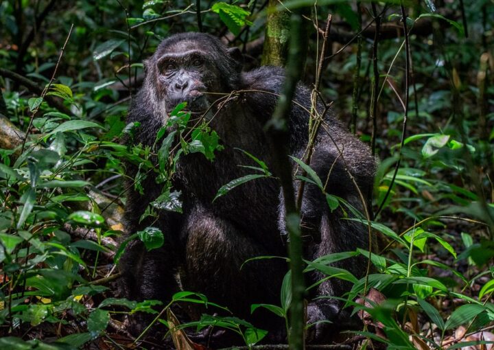 Visit Kibale Forest National Park in Uganda