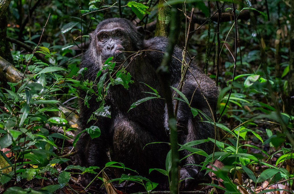 Visit Kibale Forest National Park in Uganda