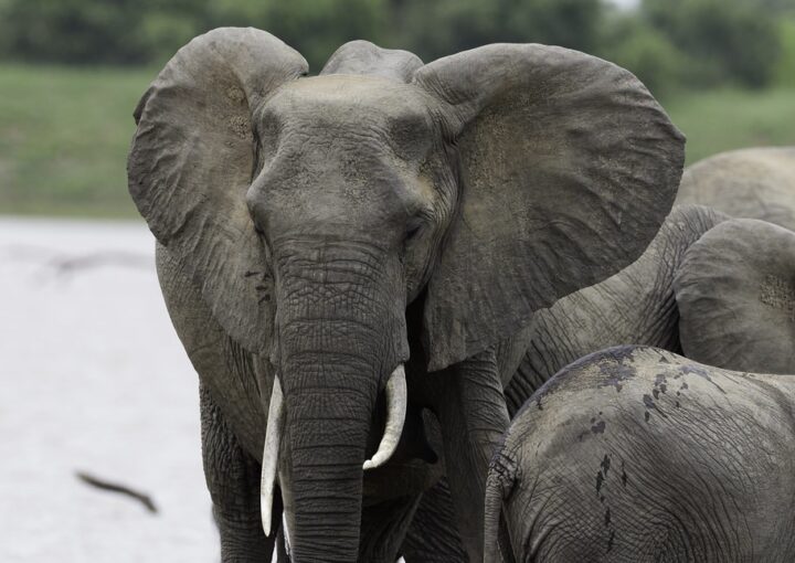 Visit Queen Elizabeth National Park in Uganda