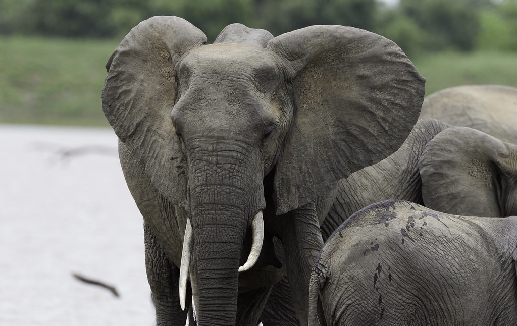 Visit Queen Elizabeth National Park in Uganda