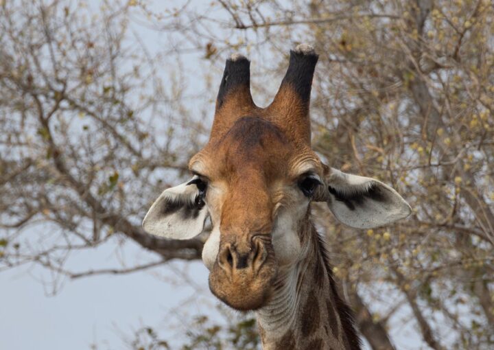 Visit Rwanda a New Safari Destination