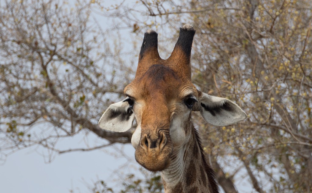 Visit Rwanda a New Safari Destination