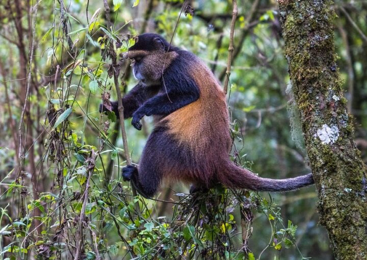 What Makes Mgahinga Uganda’s Best Kept Safari Secret