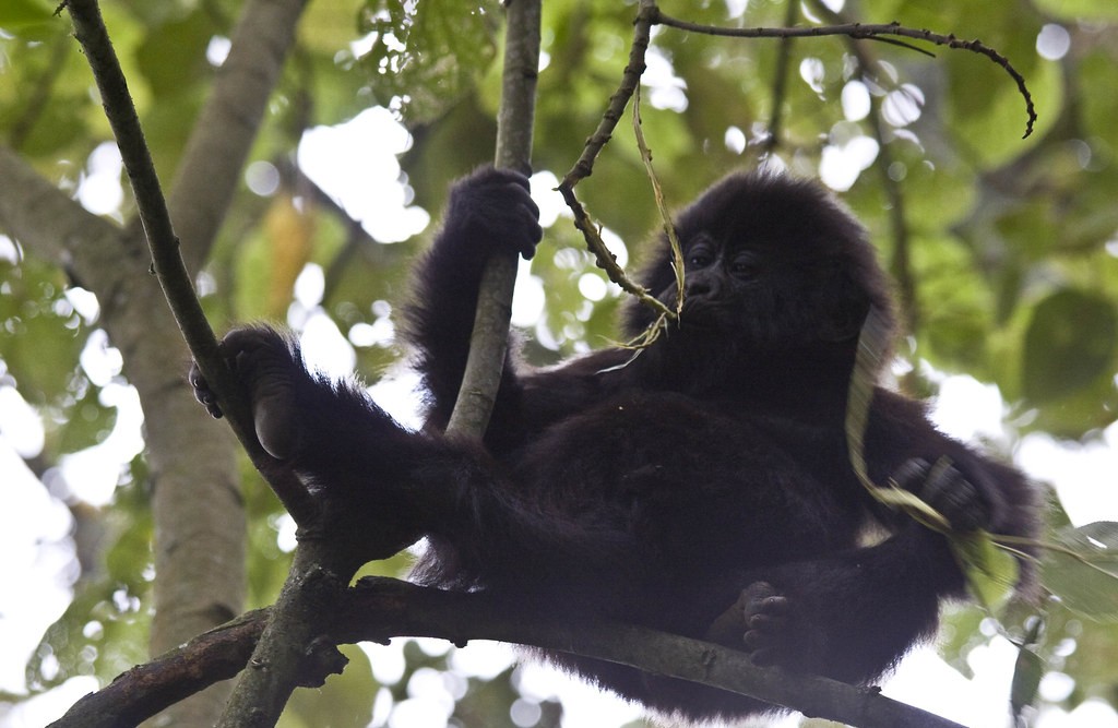 What to Wear for Gorilla Trekking
