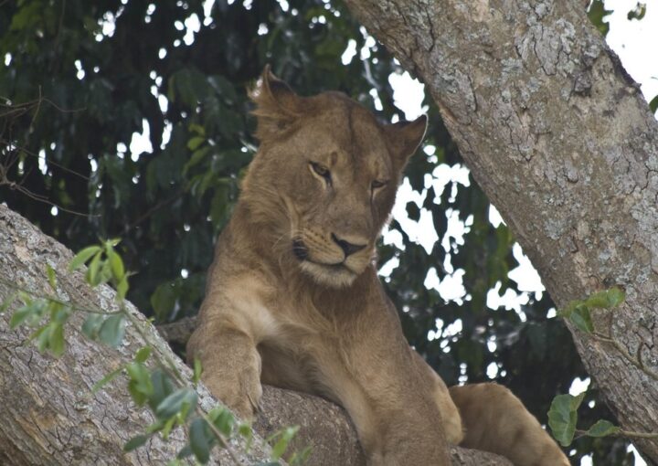 What to do in Uganda during Afcon 2027