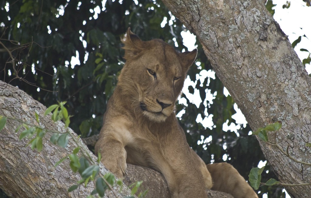 What to do in Uganda during Afcon 2027