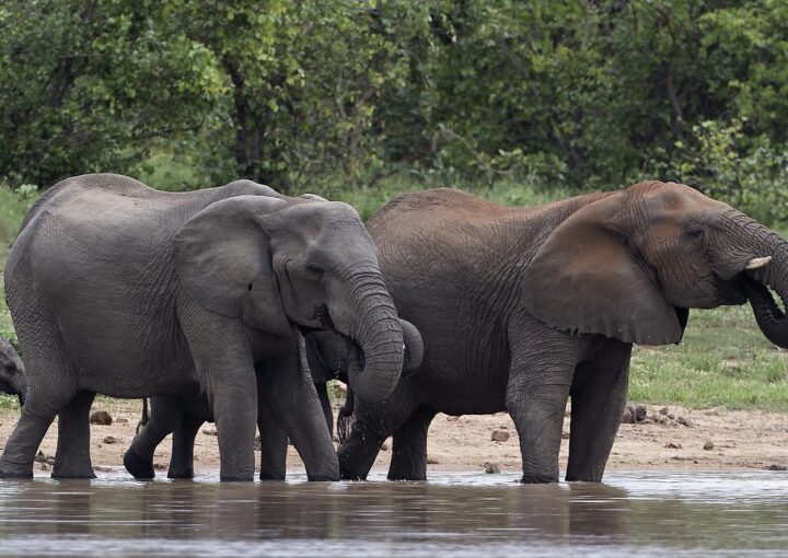 What to expect on your first trip to Queen Elizabeth