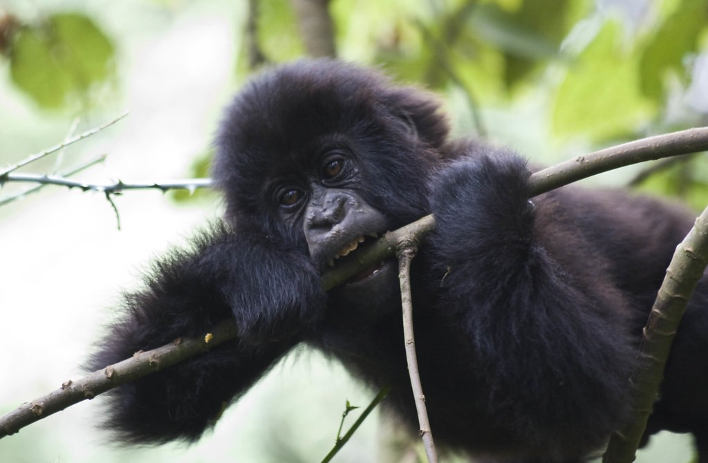 What to pack for gorilla trekking in Uganda