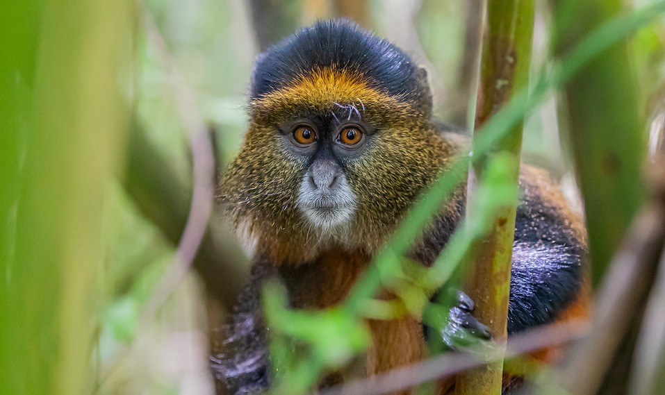 What wildlife can you see in Mgahinga Gorilla National Park