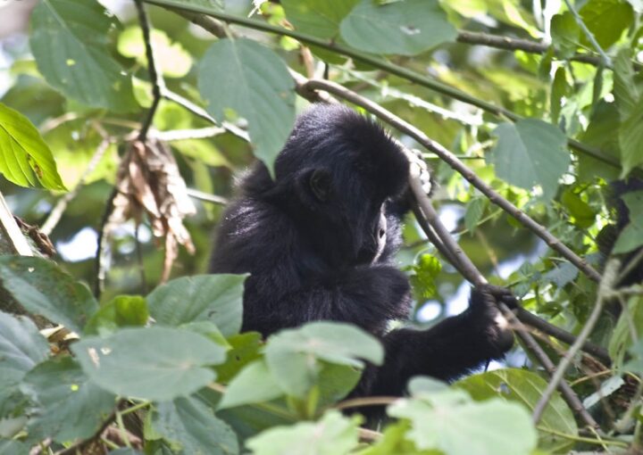 Where are mountain gorillas found