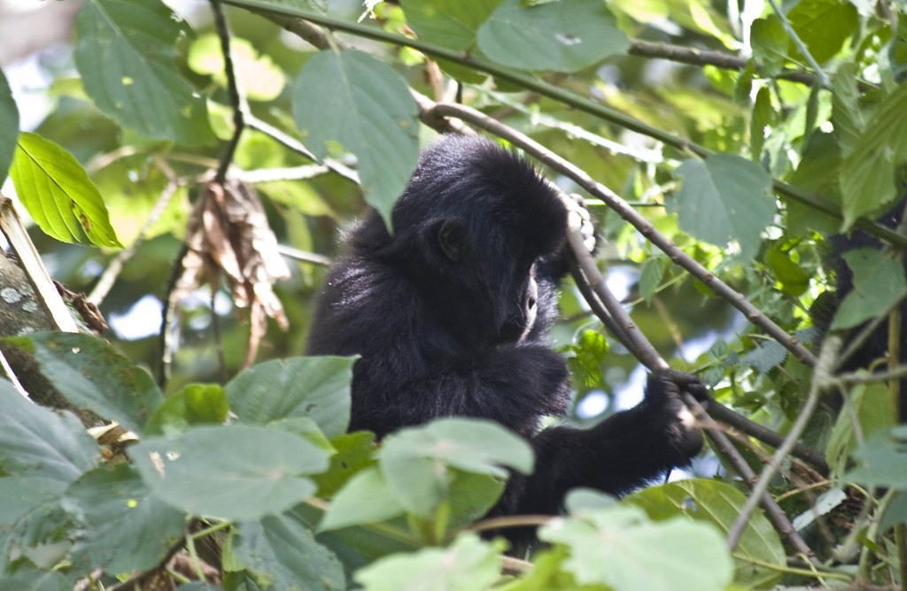 Where are mountain gorillas found