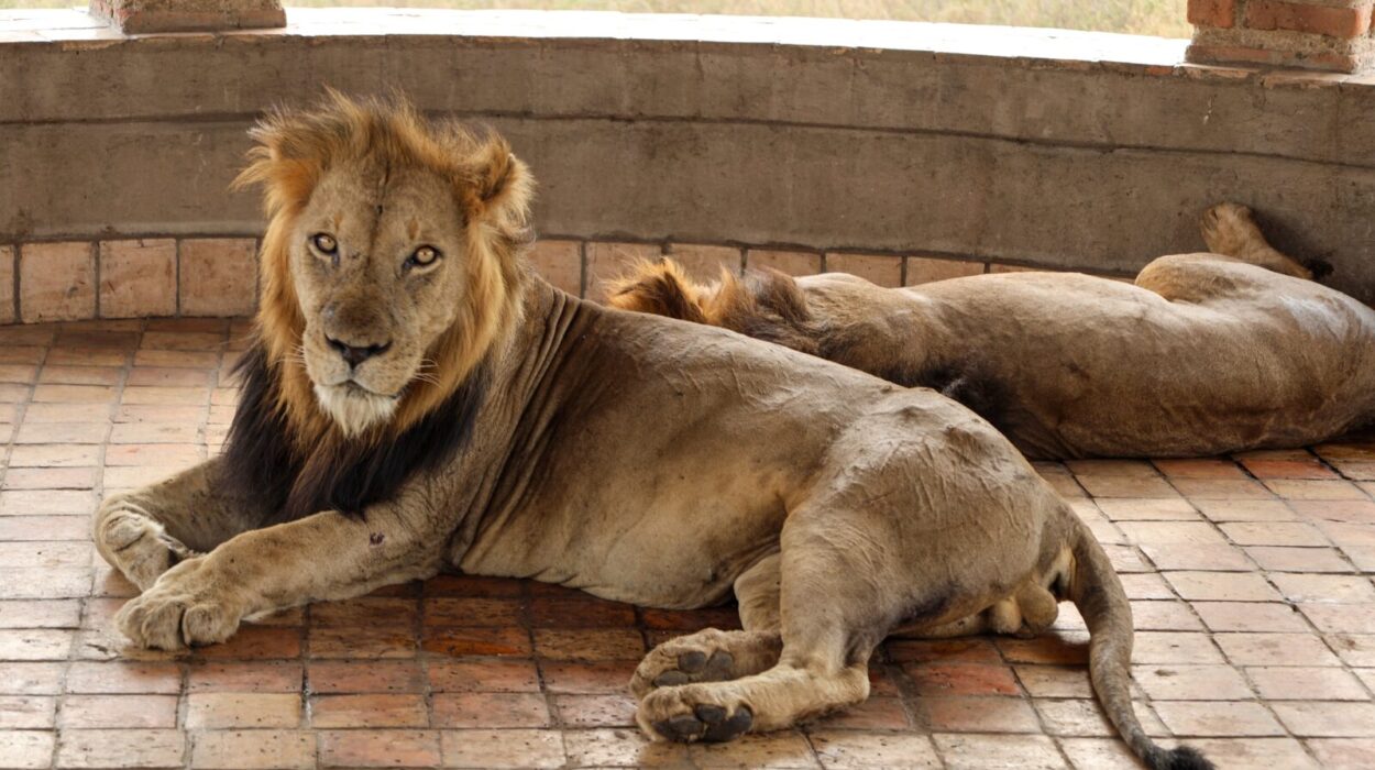 Why do Travelers Love Queen Elizabeth National Park