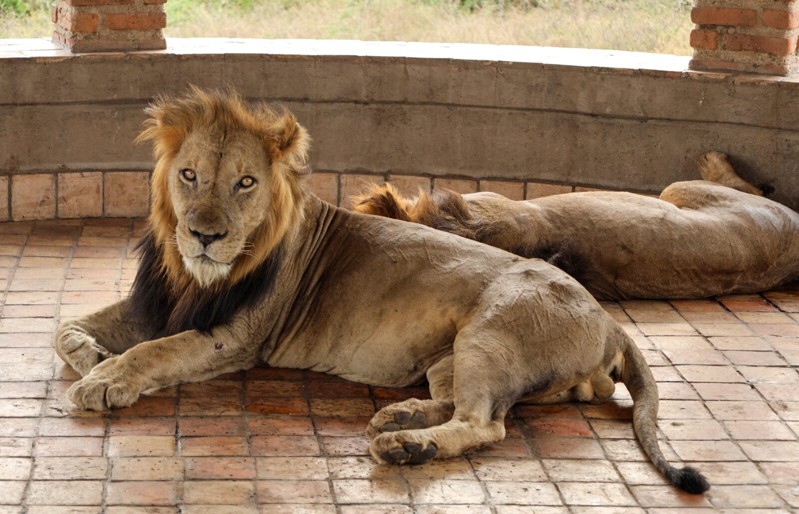 Why do Travelers Love Queen Elizabeth National Park