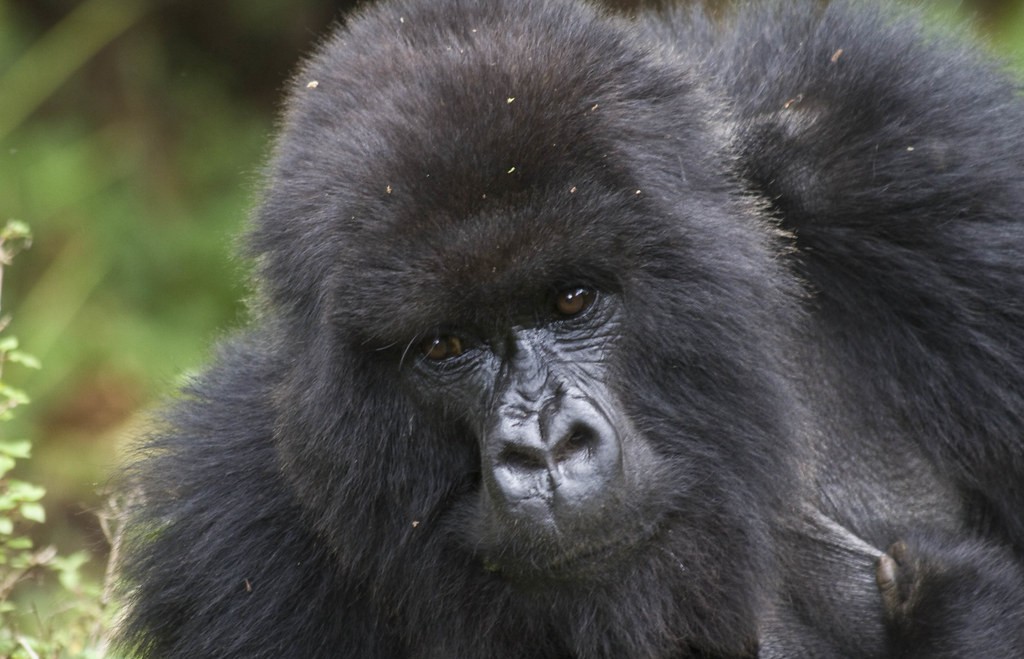 best month for gorilla trekking in Uganda
