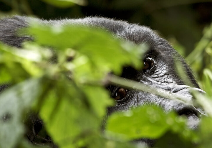 experience the best of Rwanda